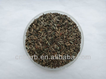 Dried Burdock seed,Fructus arctii,fruit,oil,Arctium lappa,Asaliya seeds,Safed musli,Niu bang zi,Niubangzi