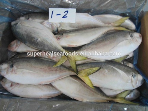 Hot Sell Good Quality Frozen Yellow Tail Fish 1-2