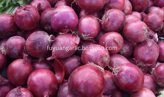 Fresh Red Onion