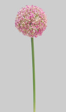 27"Giant Allium