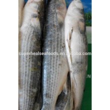 Grey Mullet Gutted Fish Frozen Seafoods