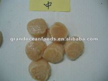 sea scallops adductor