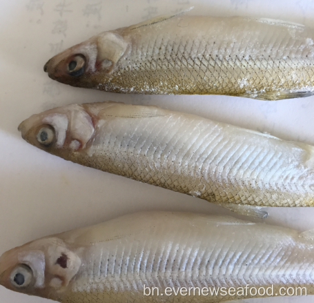 পরিষ্কার পুরো পুকুর গন্ধ মাছ iqf হিমায়িত সীফুড