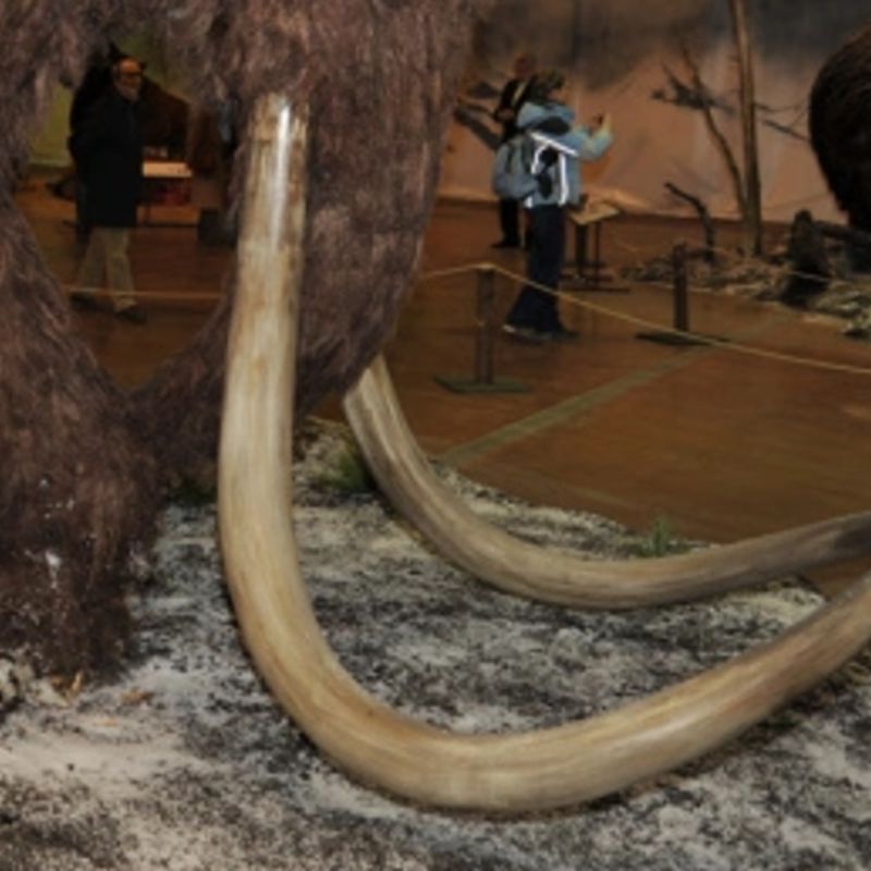 Bionic Animatronic Animal Mammoth Bionic Animatronic Animal Mammoth