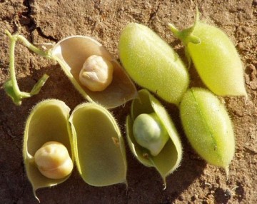 Chickpeas /Dried Beans/Original Xinjiang