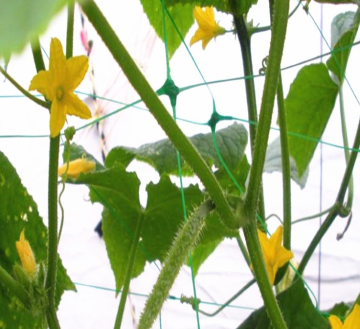 PP orchard plastic plants support trellis net For Garden Flower