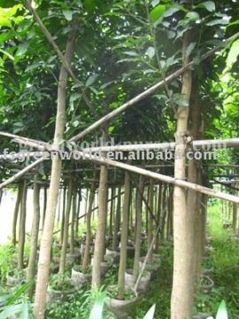 Mangifera indica potted trees