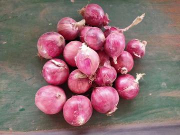 Yellow Red Onion 5-7cm