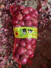 High Quality Red Onion