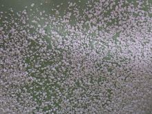 MCA granular for Polyamide6