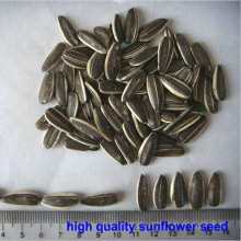 At a low price Wild plant: : Fresh frozen blueberries