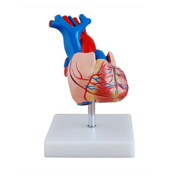 Exploring Life-Size Human Heart Anatomy Models for Educational Use in Schools