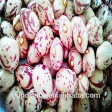 light speckled kidney bean (heilongjiang )