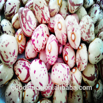 light speckled kidney bean (heilongjiang )