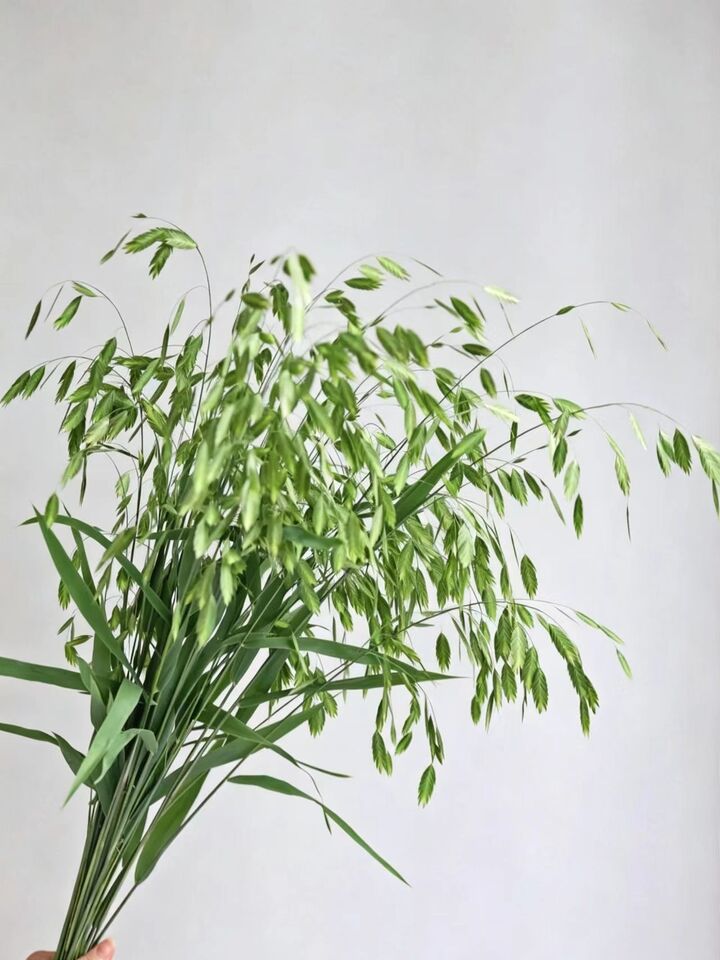 কাঁপানো ঘাস Quaking grass