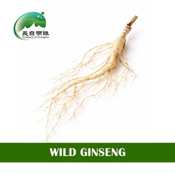 Wild Ginseng Natural Root