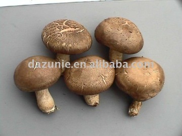 Fresh Shiitake Mushroom