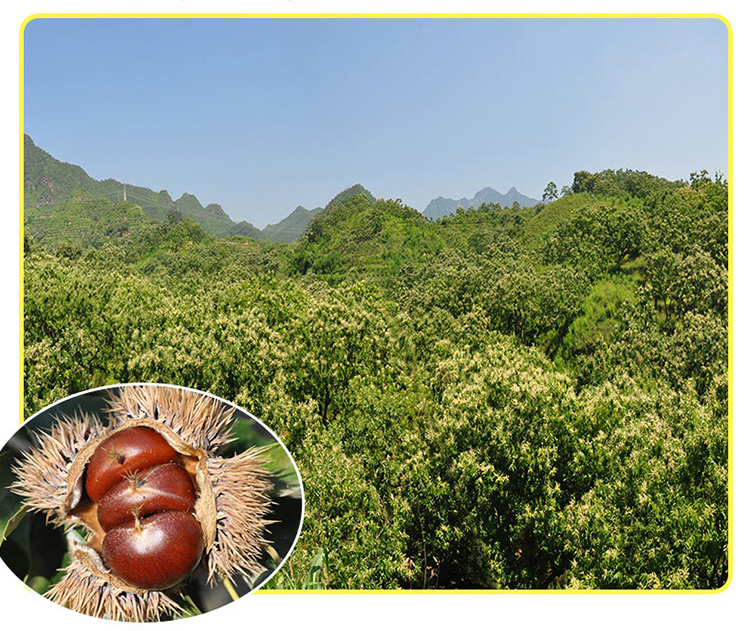 chestnut for sale in china shandong