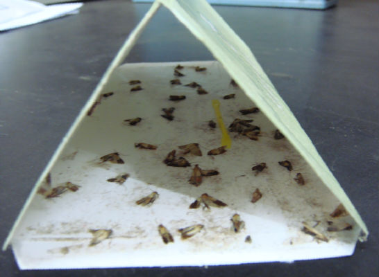 Tuta absoluta/Liriomyza bryoniae kaltenbach/Liriomyza brwniae lure and trap