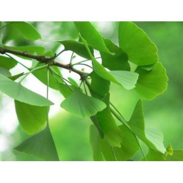 Extrait de Ginkgo Biloba