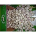 Size 5.0cm 2020 Normal White Garlic