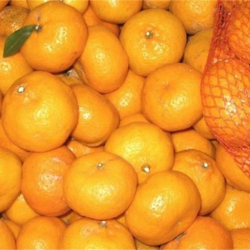 fresh baby mandarin orange factory direct export