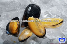 frozen half shell blue mussel meat