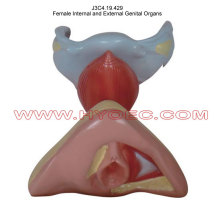 Female Internal and External Genital Organs-J3C4.19.429