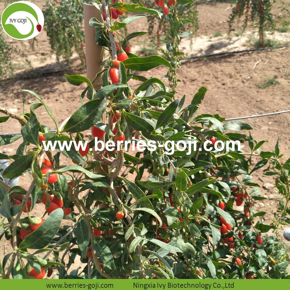 organic goji berry