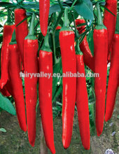 Hybrid Pepper seeds for planting