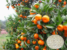 Famous Orange Seeds Citrus seeds For Planting