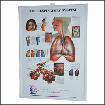 Wholesale Posters,Medical Posters,Medical Posters And Charts