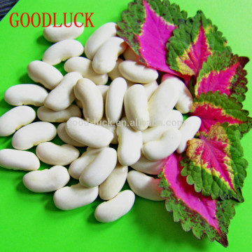 Dry White Kidney Beans Price