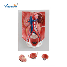 Medical Science Anatomy Model Urinary System Model