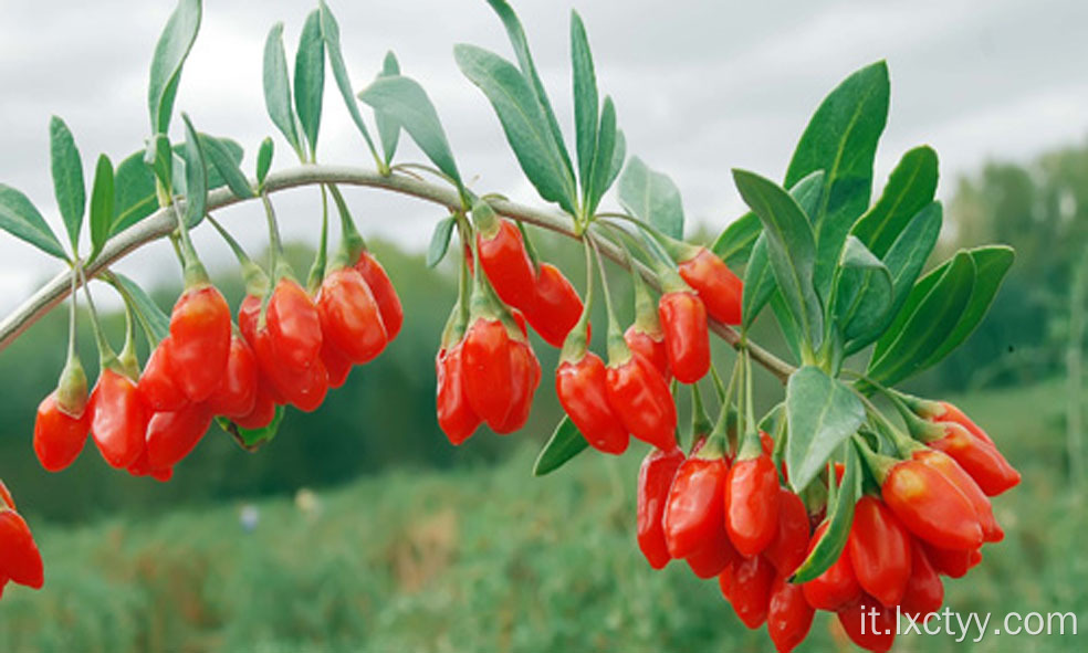 wolfberry rosso selvatico cinese