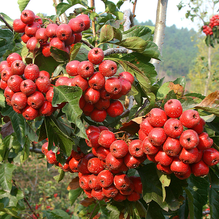 Fresh apple fruit juice