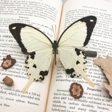 Real Butterfly Specimen for Biological Teaching and Taxidermy