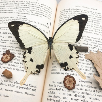Real Butterfly Specimen for Biological Teaching and Taxidermy