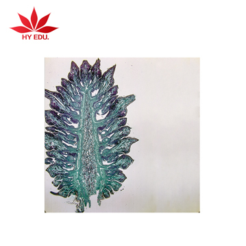 Commelina Communis Leaf Epidermis Microscope Slide