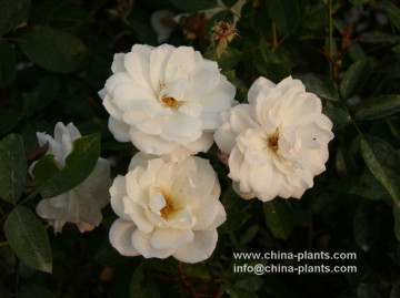 Supply floribunda rose plants bare roots