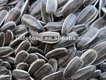 Sunflower Seeds 5009 new crop in 2013