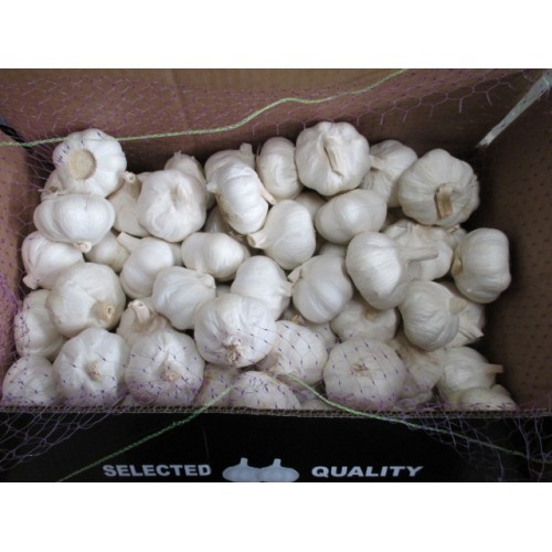 Best Quality Pure White Garlic 2020