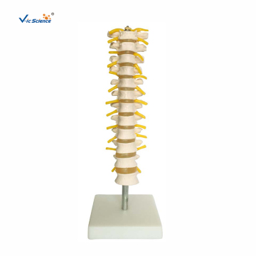 Thoracic Spinal Column Model