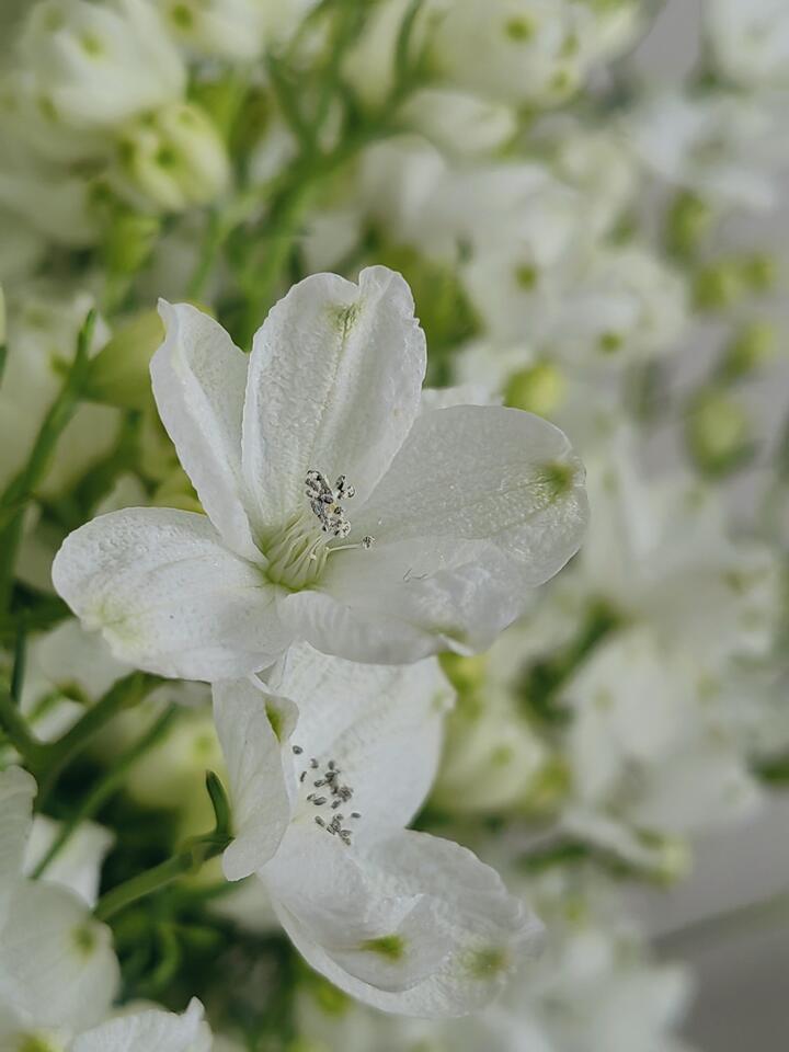 الدلفينيوم الأبيض الصغير White Little Delphinium