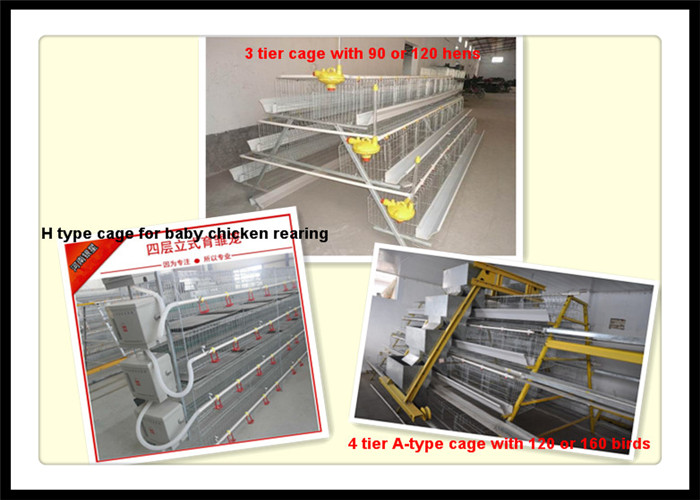 Hot Galvanized Automatic Chicken Cages for Layer/ Broiler (A3L120)