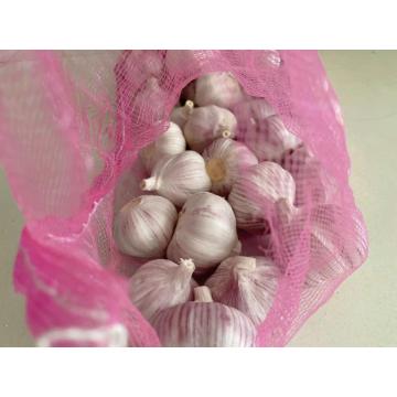 Small size fresh garlic