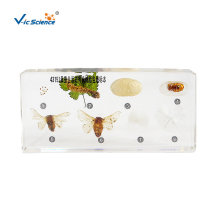 Resin Specimen of Silkworm Life History