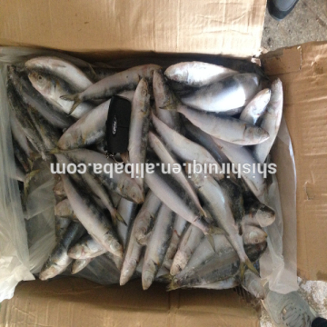 canned fish sardine fish sardines fish for canning