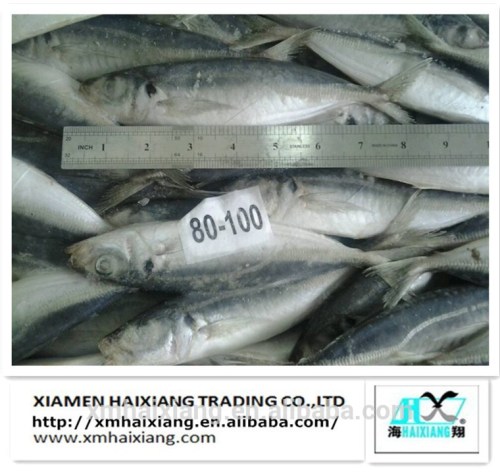 Frozen whole horse mackerel fish