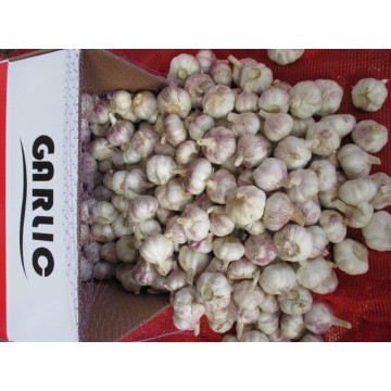 Buy Best Quality Fresh Garlic